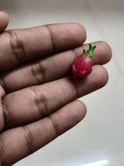 Detailed miniature dragon fruit figurine product for dollhouse food displays or tiny fruit collections.