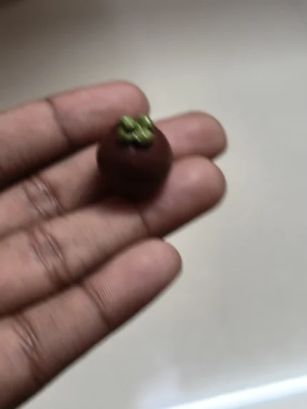 Highly detailed, handcrafted miniature mangosteen fruit figurine product, ideal for scale model displays.