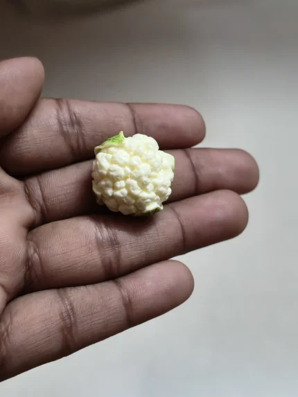 Miniature cauliflower dollhouse figurine, a perfect product for 1:12 scale kitchen scenes or diorama.
