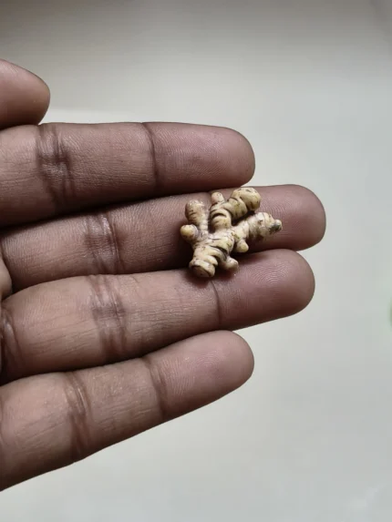 This handcrafted ginger root miniature product adds authentic detail to any tiny food collection or scene.